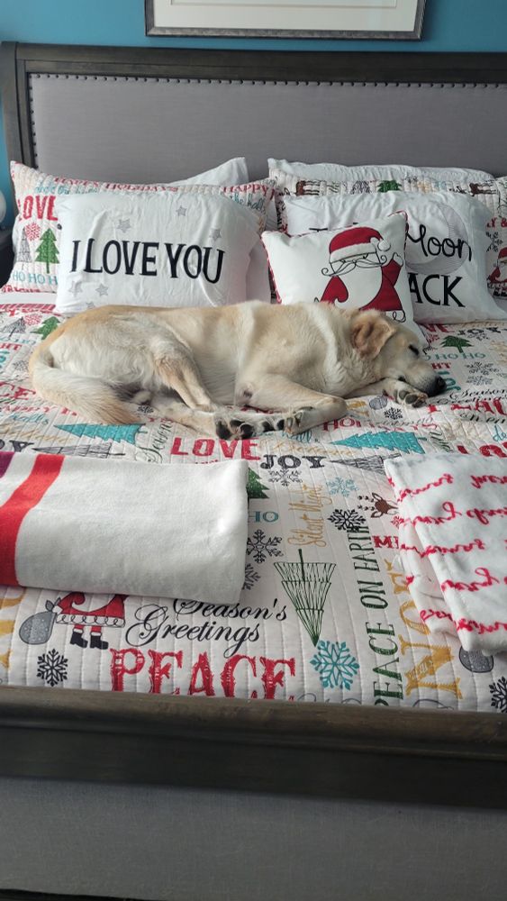 Dog sleeping with our any worries.