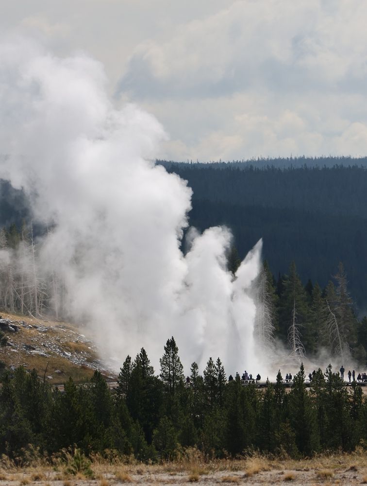 A very large spout of water and steam is erupting from the earth. Grand Geyser is the world's tallest predictable geyser, sometimes reaching 200 feet. Pine trees are in the foreground.