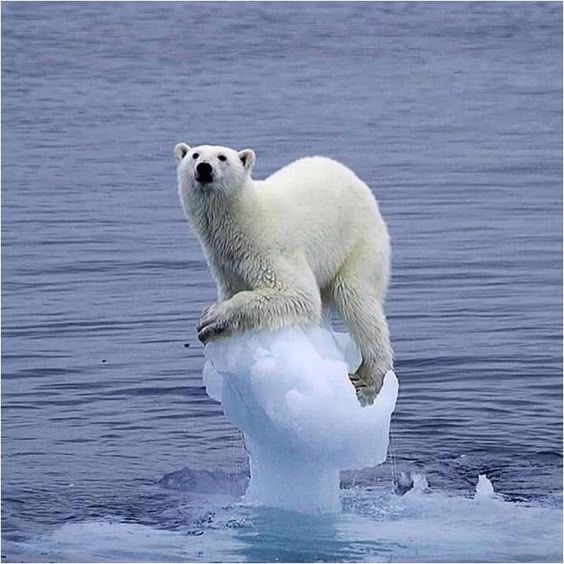 A white polar bear balances precariously on a small, melting iceberg floating in calm blue ocean waters, its body upright with front paws gripping the ice and head tilted back slightly, mouth open as if calling out or looking upward; the composition centers the bear against a vast, serene sea, evoking themes of climate change and habitat loss, with cool blue tones dominating the scene.