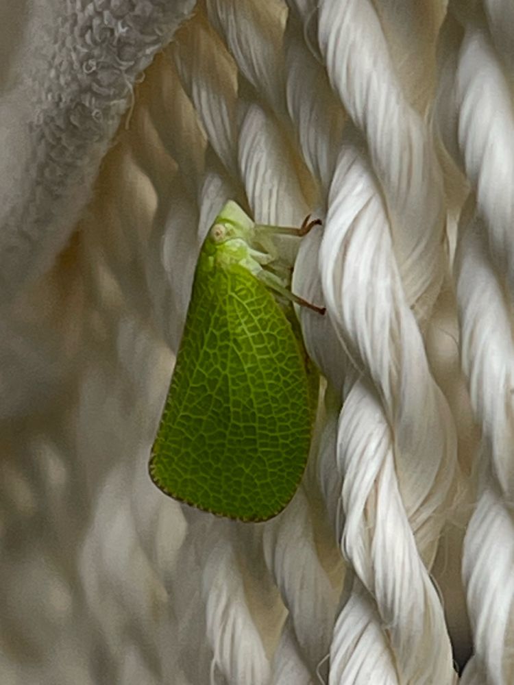A small green bug (a planthopper) with veiny wings and a white eye clings to some cabled cords.