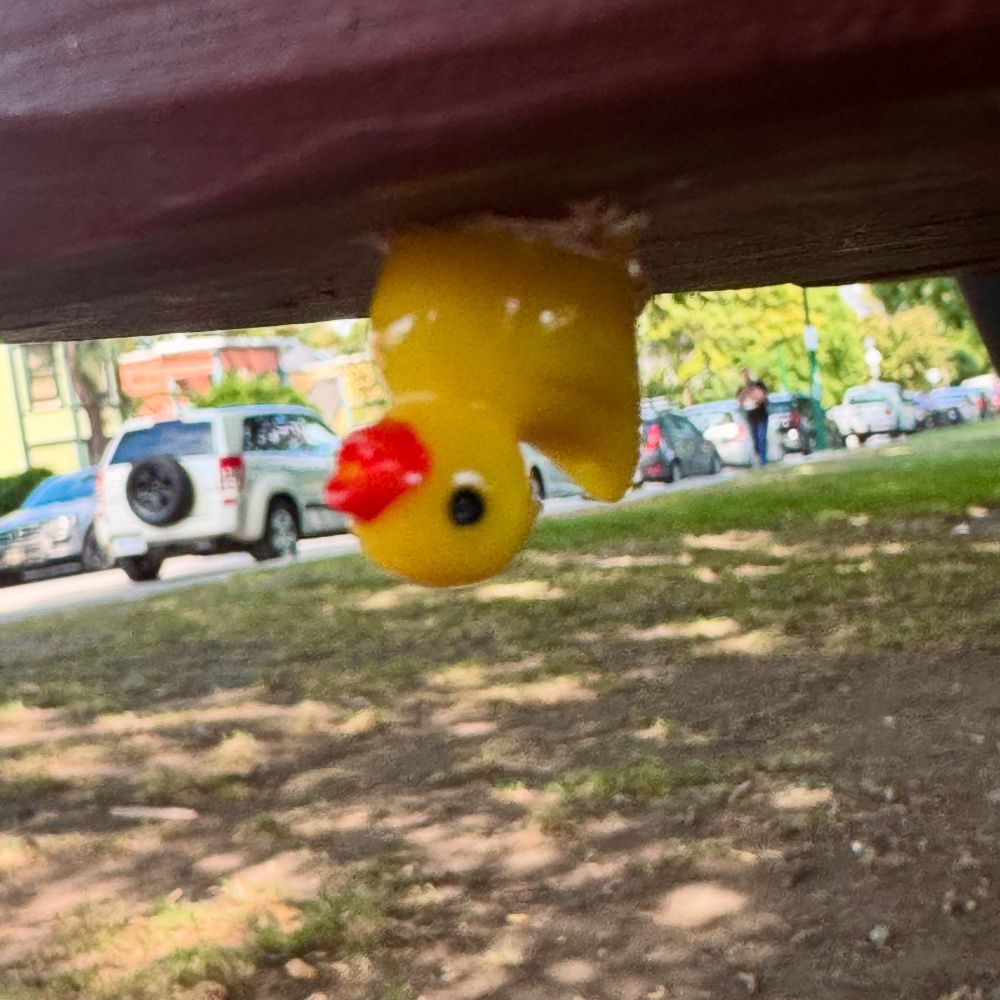A tiny plastic duck glued upside down on the underside of a picnic table in a park