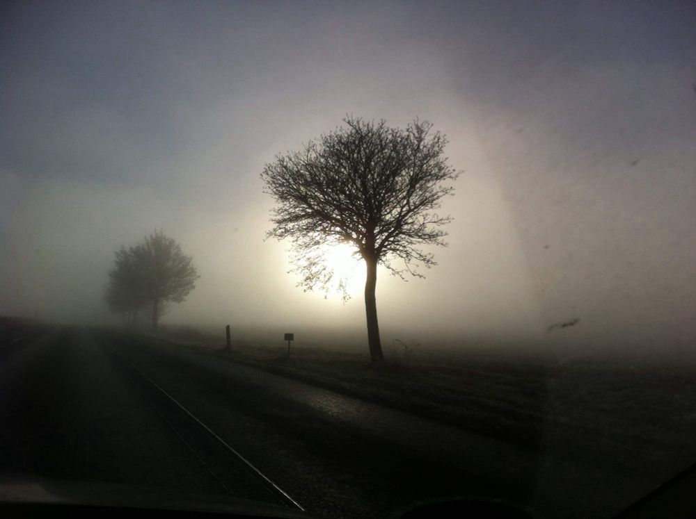 Ein Baum im Nebel am Straßenrand. Dahinter scheint die untergehende Sonne durch die Äste.