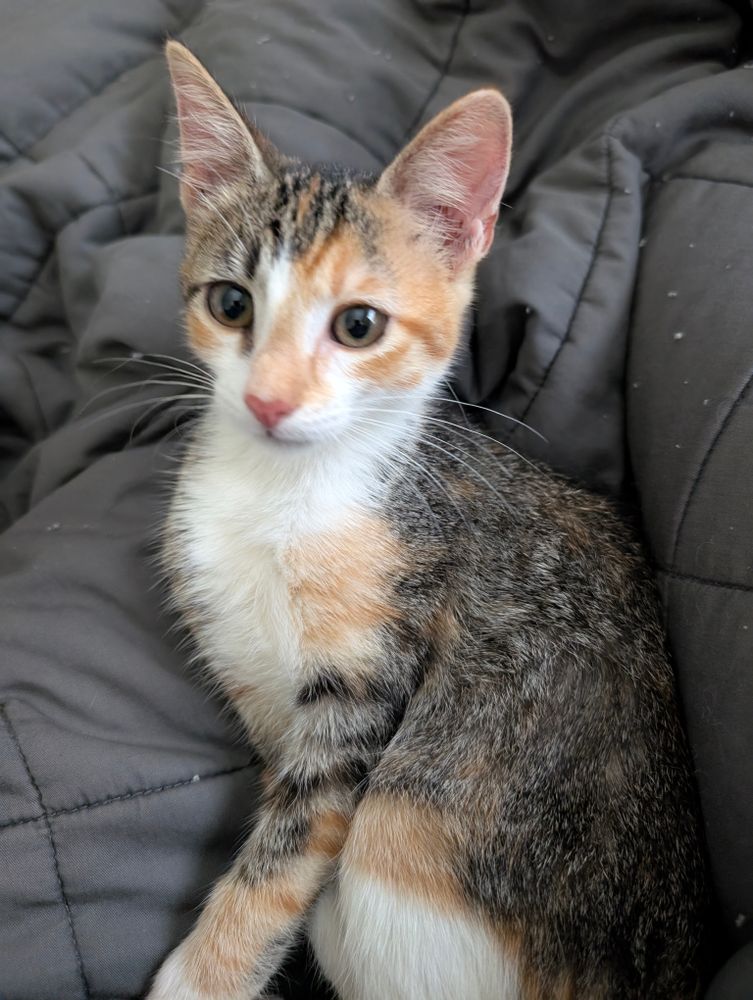yuyu, a cat with orange, gray, and white fur with green eyes