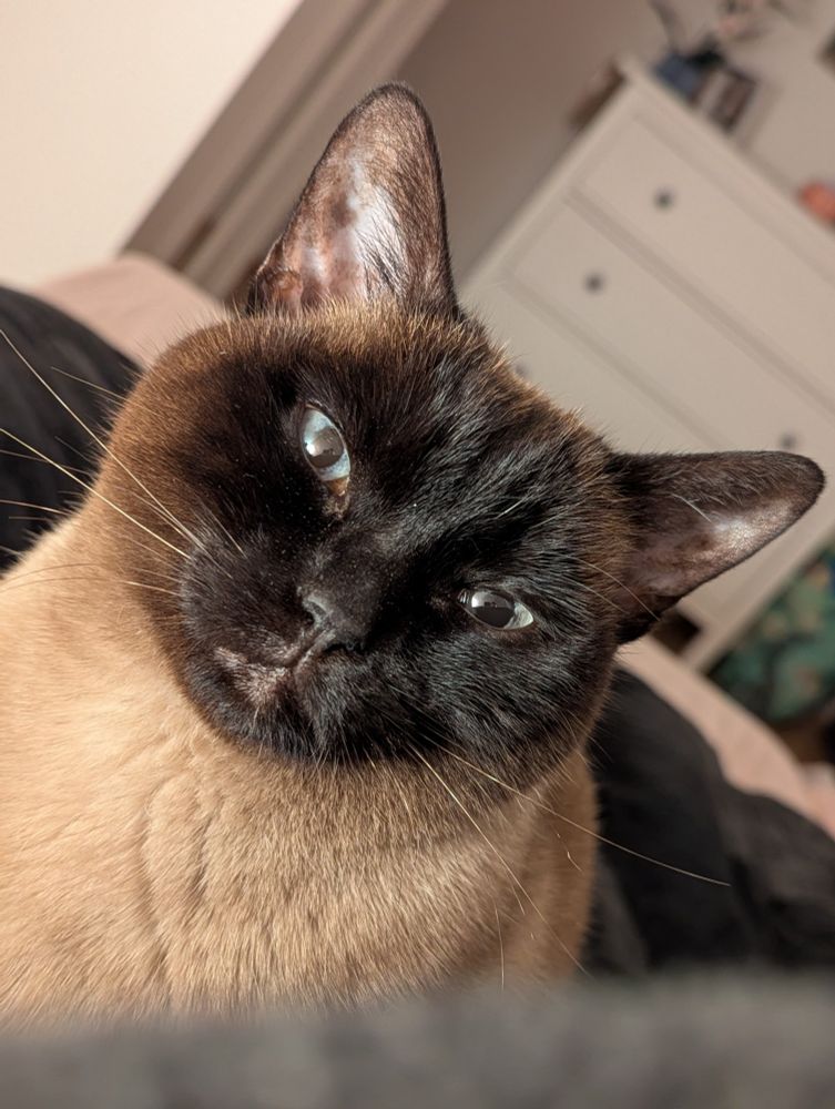 A cat looking tiredly but curiously at the camera. She's sitting on a bed. Her eyes are halfway closed. 