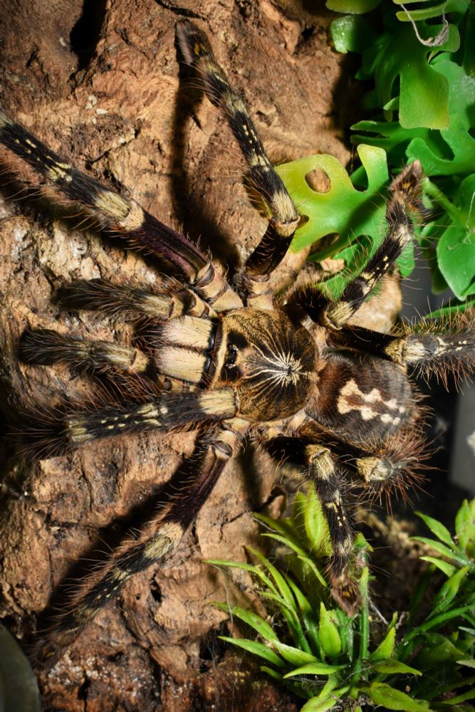Poecilotheria subfusca - Ivory Ornamental Tarantula