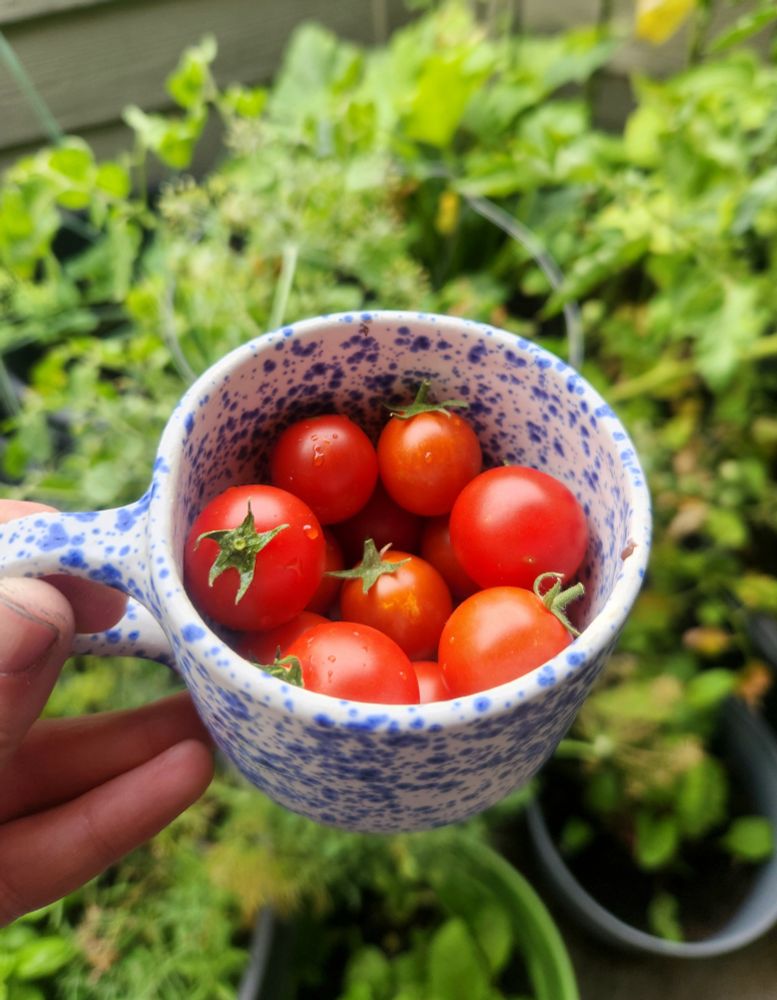 Cherry tomatoes in a small blue ceramic cup