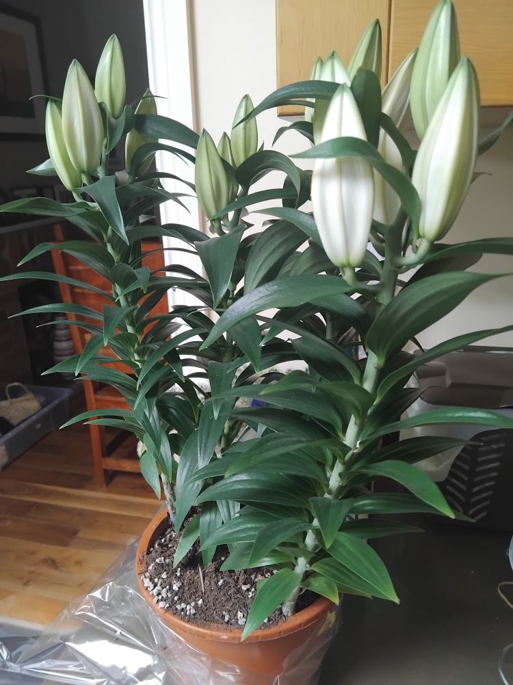 A photo of Easter Lilies in a kitchen 
