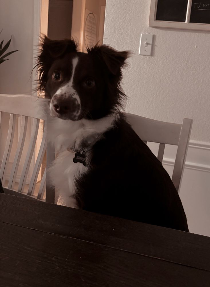 A brown & white Australian shepherd sitting on a white chair  at a brown wooden table.