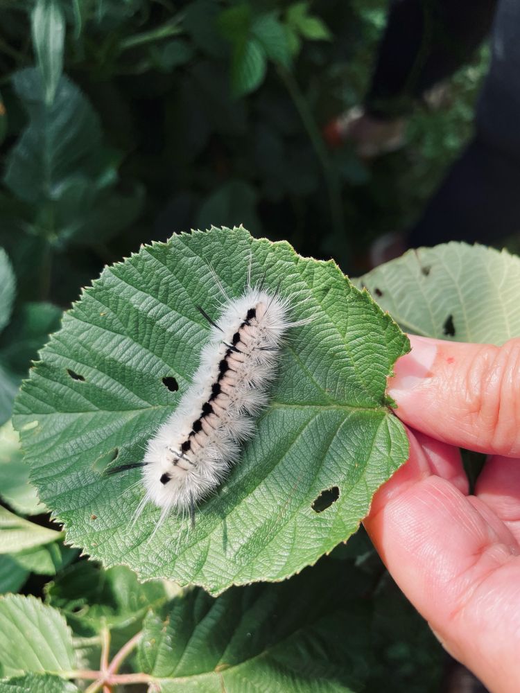 Brown caterpillar w a black stripe, very fuzzy, very cute.