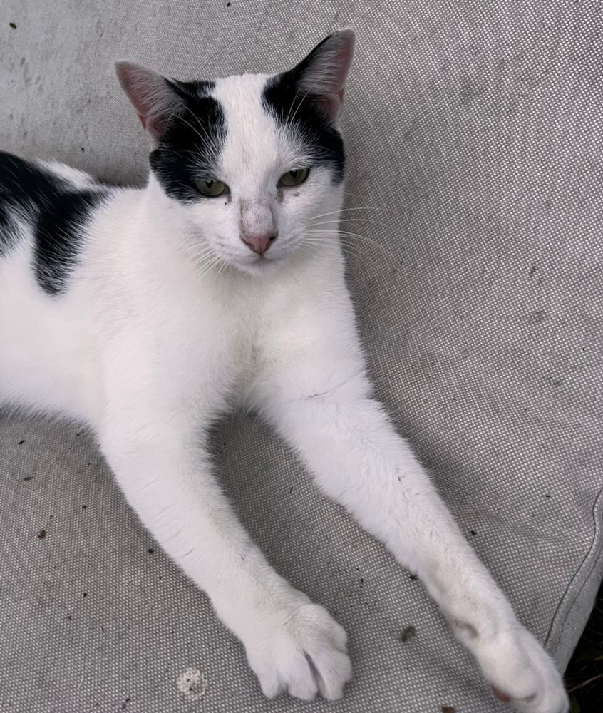 Black and white cat approx 16 months of age