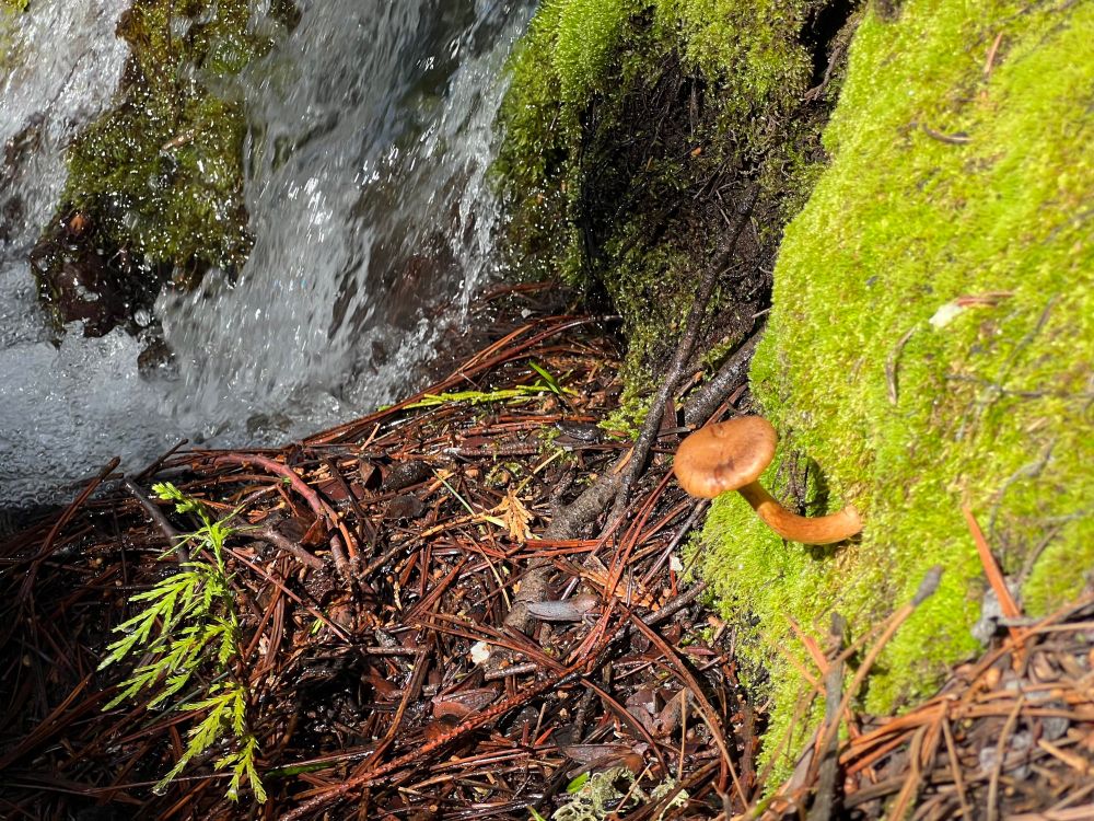 Mushroom, moss, and a temporary stream from the spring melt at Yosemite, on the John Muir Trail.