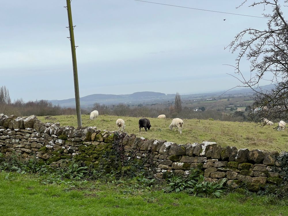 Sheep in a field. The field is bounded by low rough stone walls with ivy and lichens. There are hills on the horizon.