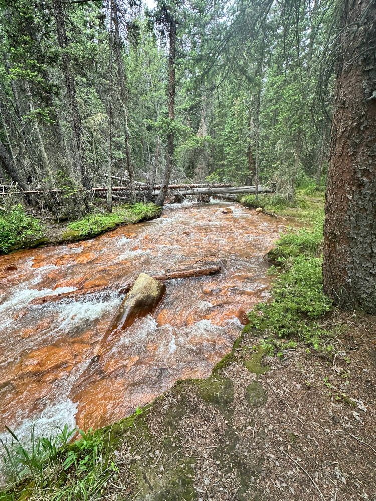 A creek cuts through pine trees and grass. The creek is running over rocks and is orange from runoff from abandoned mines