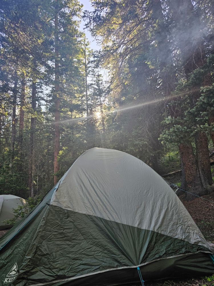 A green tent is set up in a campsite, surrounded by tall pine trees through which the sun is shining