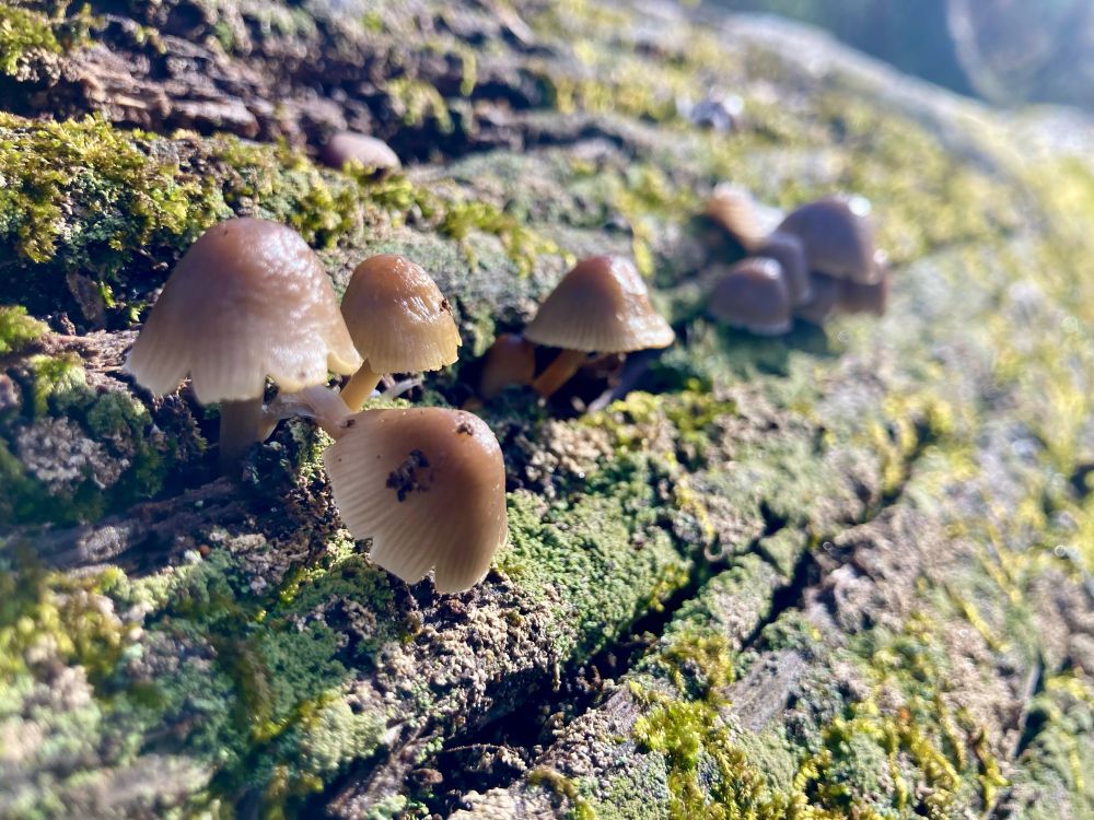 Small capped mushrooms spreading down a log