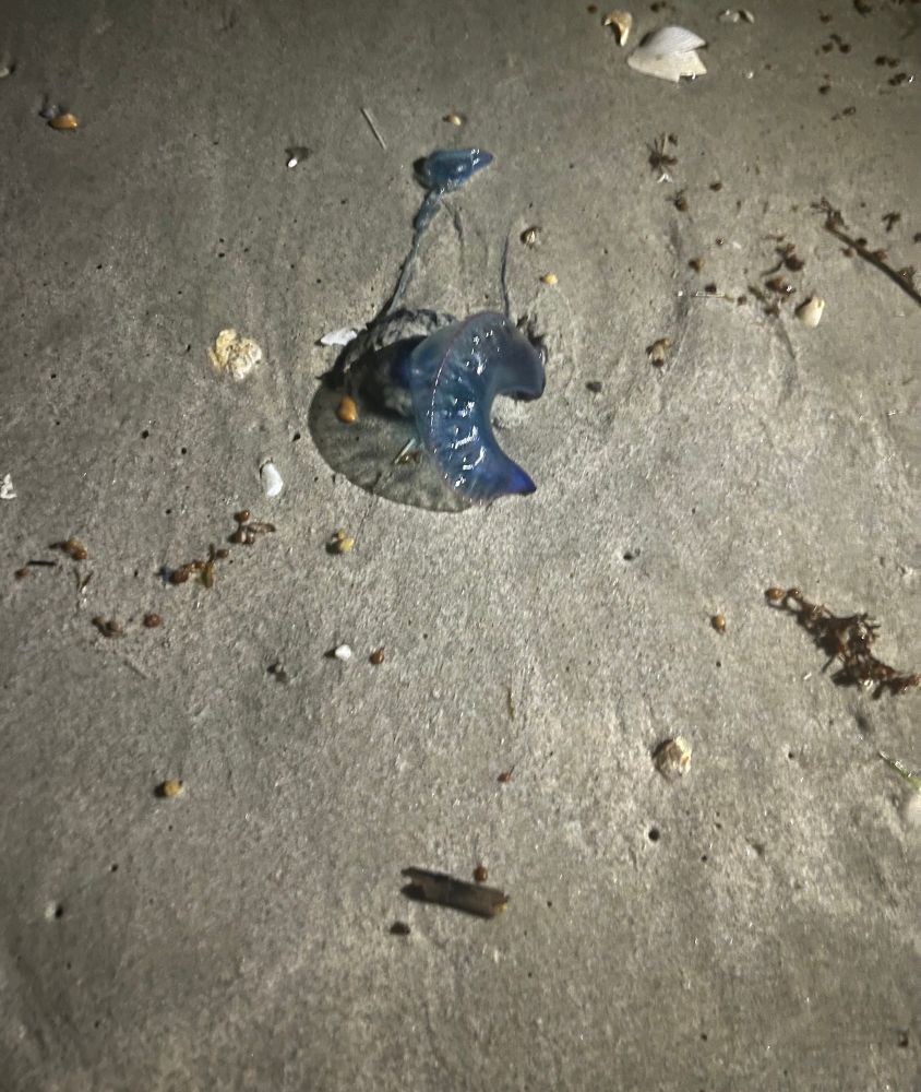 A blue jellyfish lying on the sand