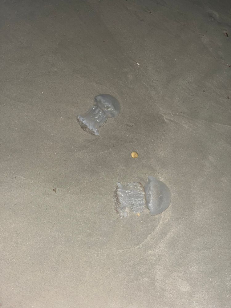 Two clear jellyfish laying on the sand 