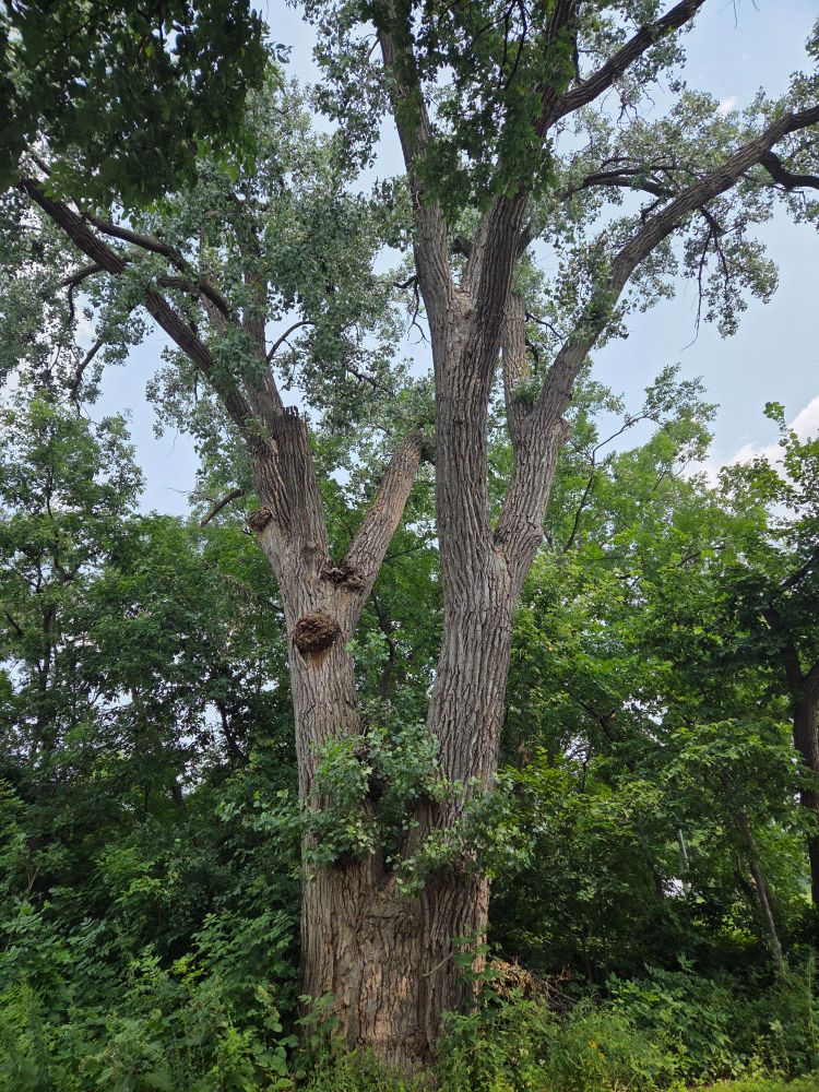 A single tree that has split into seemingly two trees.