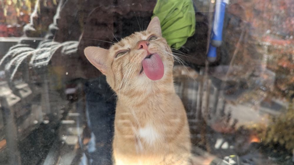 An orange cat licking a window, as seen from the other side of the window.