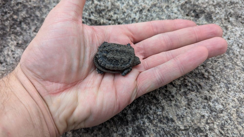A baby snapping turtle, held in a hand.