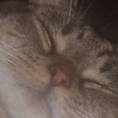 Close up picture of Loki's sleeping face