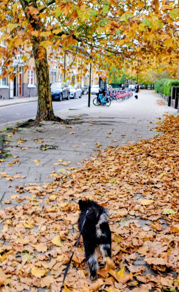Golden autumn leaves, a shedding tree, and Austin our dog