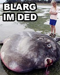 Dead sunfish captioned "BLARG IM DED"