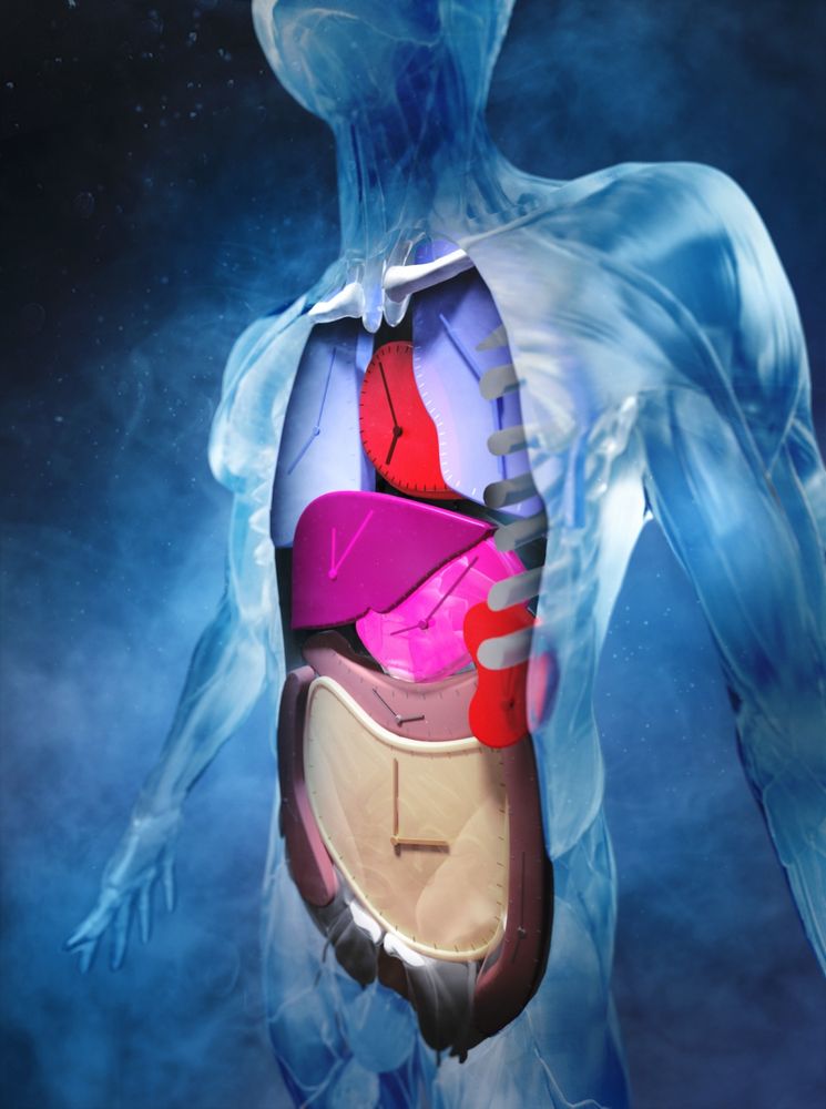 Graphic design of a human body with clocks designed in place of intestines to symbolize organs aging at different speeds. Image credit: Tobias Wüstefeld. 
