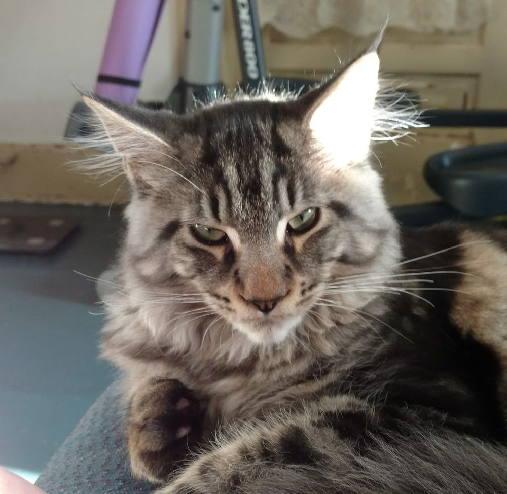 Maine Coon cat with sun behind him.