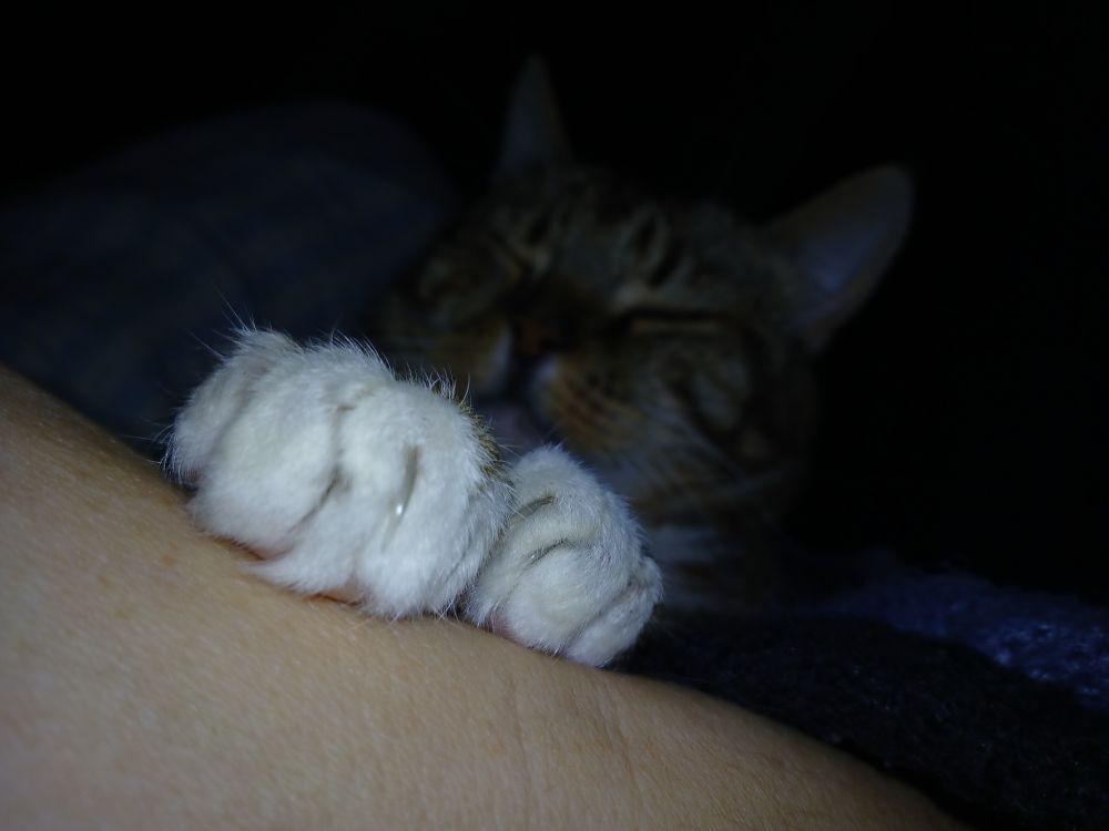 Weiße Katzenpfoten auf meiner Hand, Katze im Hintergrund zu sehen 