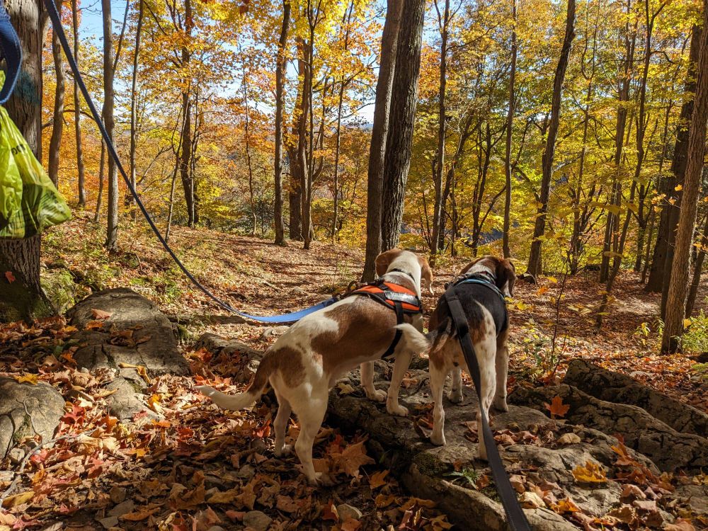 Two beagles in the woods