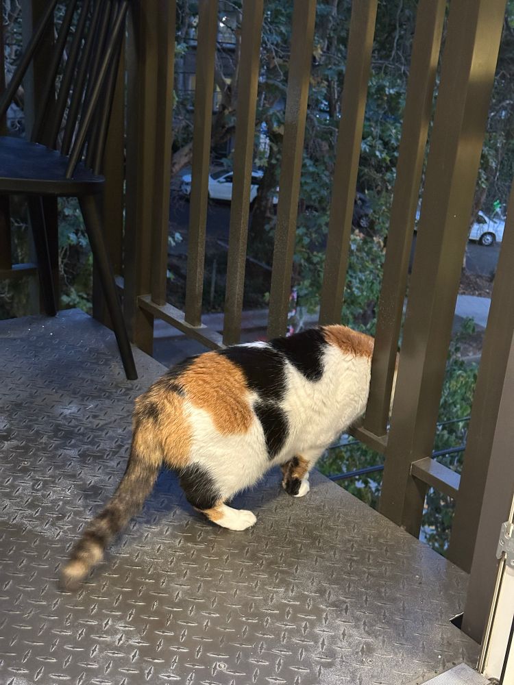 A calico cat with her head between the railings on a balcony 