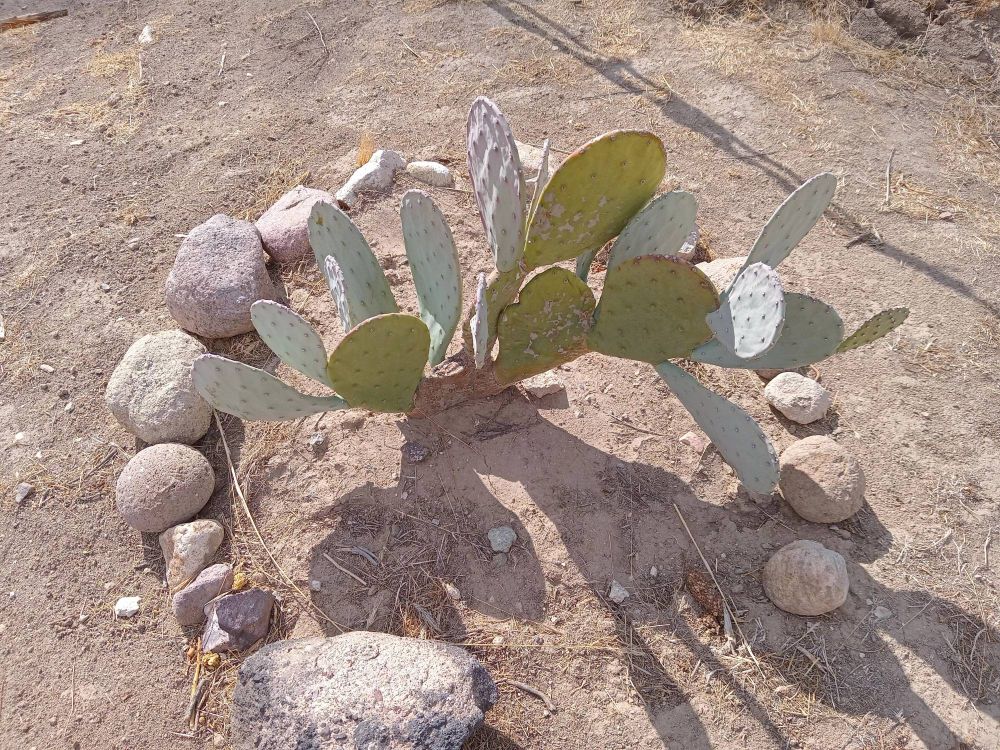 Opuntia Cacanapa 'Ellisiana' Dec 2024