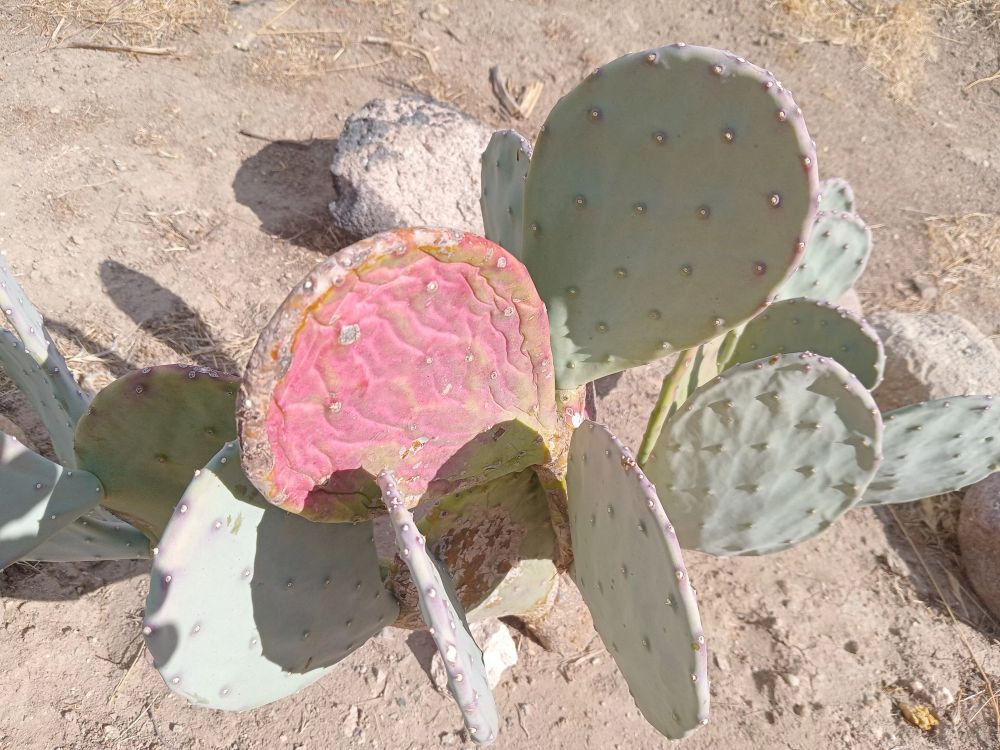 Opuntia Cacanapa 'Ellisiana' Dec 2024