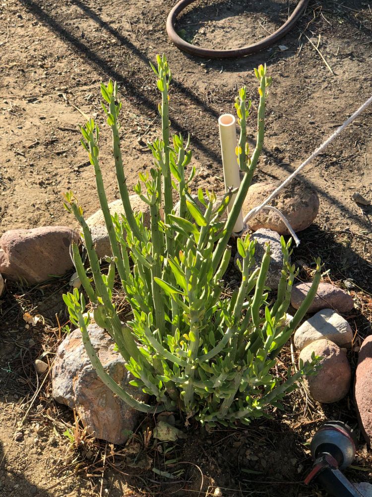 Senecio anteuphorbium - Swizzle Sticks