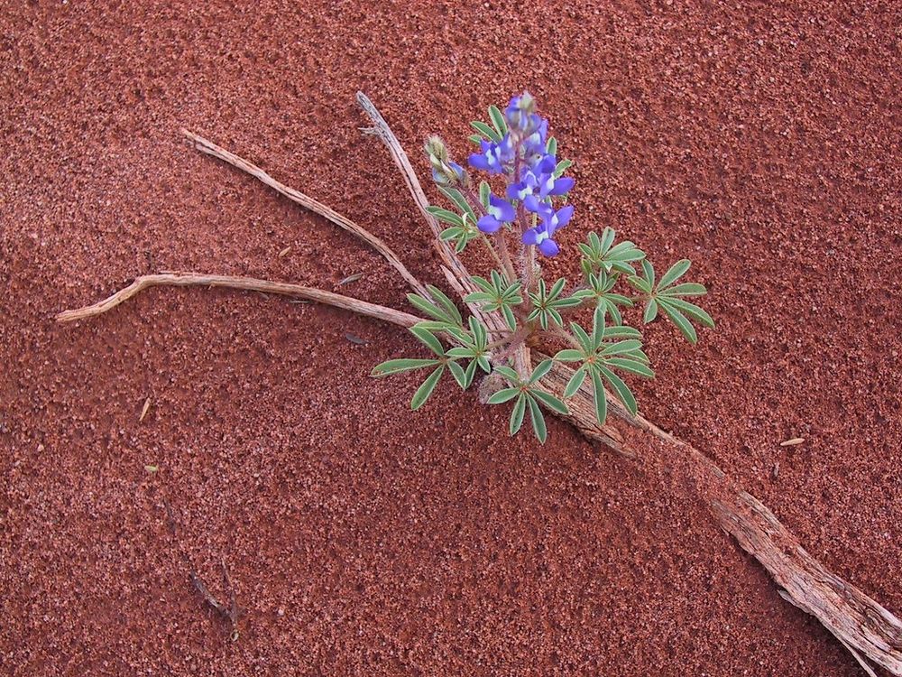 A Dwarf Lupine blooms after a surprise thunderstorm.  Small purple flowers with white centers bloom with green leaves underneath.  A piece of deadwood has been partially buried by desert sand kicked up by the raindrops.  The red sand all around has been pockmarked by raindrops.  

Taken in May 2001, along the Hurrah Pass trail in Utah, near Dead Horse Canyon State Park and Canyonlands National Park.  