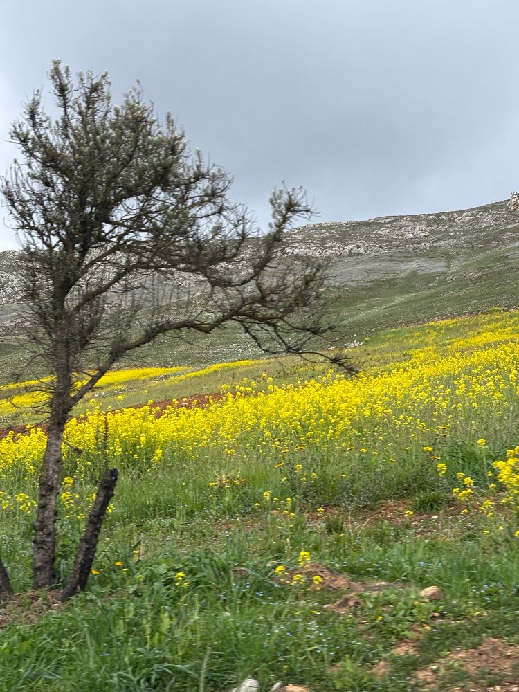 A passenger seat photo of a hillside in the eastern Andes, with a field of bright yellow flowers rising into hilltops of white rock and green grass. A lone conifer tree stands in the foreground.