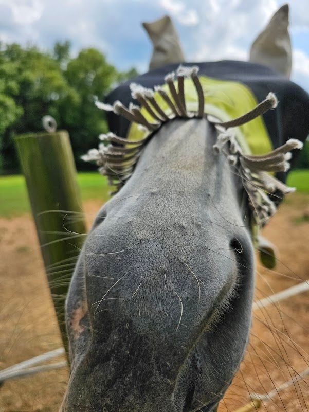A grey mare pushes her whiskered nose into the camera, looking for treats. The fringe from her yellow and black fly mask pokes up from her nose. It's supposed to keep the flies off her nose but appears to be more of a fashion statement. 