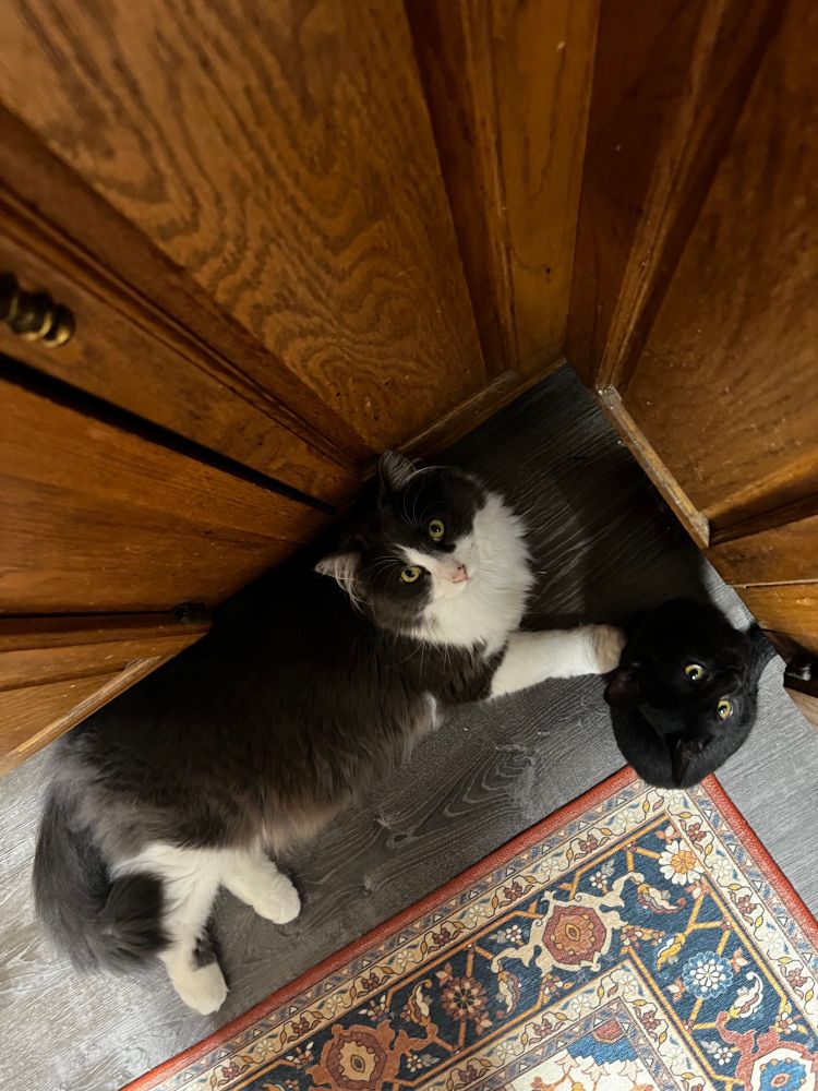 Two cats sit in the corner of a kitchen counter at the edge of an orange, blue, and tan decorative rug. The larger cat is very fluffy and has a grey and white tuxedo pattern in his fur. The other is half the size of the larger cat and blacks with yellow eyes.
Both the cats are looking at you.