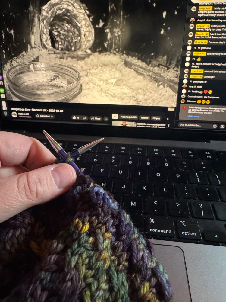 A left hand holds a purple, green, and yellow knitting project (which will be a hat) in front of a Macbook keyboard and screen. On the screen is a live stream of a hedgehog habitat. There are currently no hedgehogs on screen but their home is visible with a water dish and bedding.