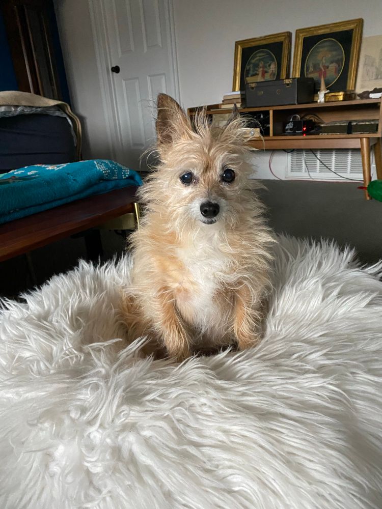 A small brown terrier sits on a faux white fur blanket, looking directly at the camera. Behind there are some antique pieces of art.