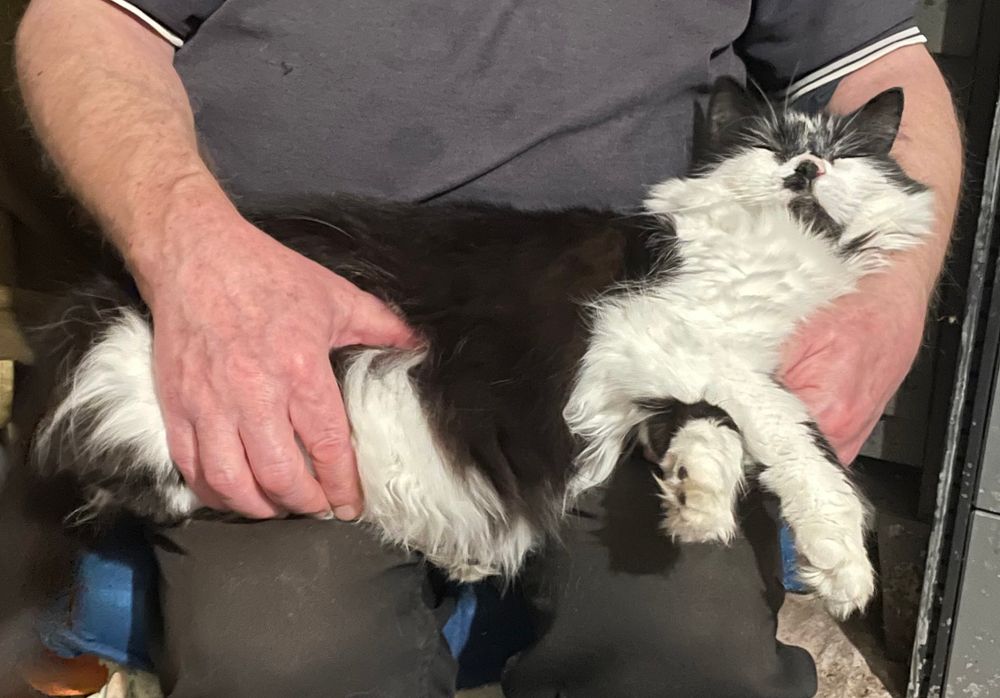 fluffy lying in my dad’s lap and in his arms