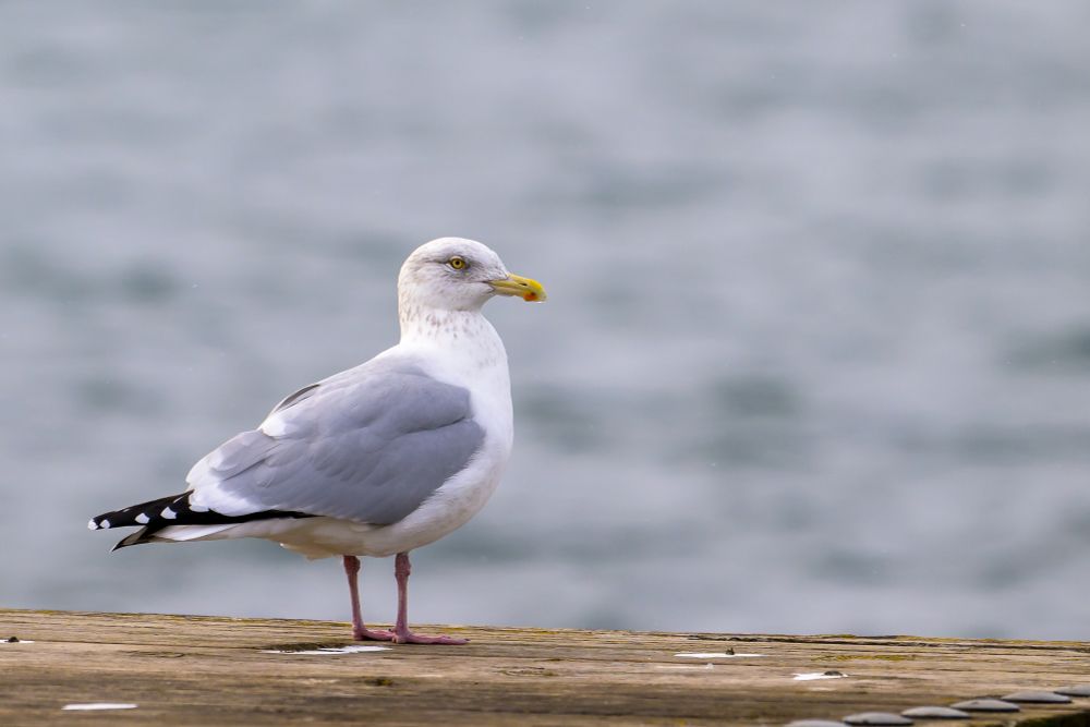 An adult American Herring Gull standing at the end of a wooden dock on a cloudy day. The gull is white, with gray wings, and black tail feathers. The tail feathers have white tips. The bird's eye is yellow, with a faint red ring. It's beak is also yellow with a red bump on the lower beak near the end. Its legs are a dull, dark pink color. The bird is facing away from the camera, out into the harbor, with it's body quartered to the camera.