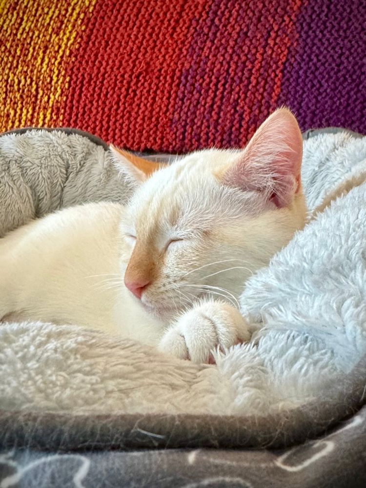 Debbie, a white, domestic short-haired cat. Debby is a flame point, so her nose and outside of her ears are pink. Her eyes are closed. She is curled up in a light gray circular cat bed. Behind her, a red, orange, and purple afghan blanket can be seen.