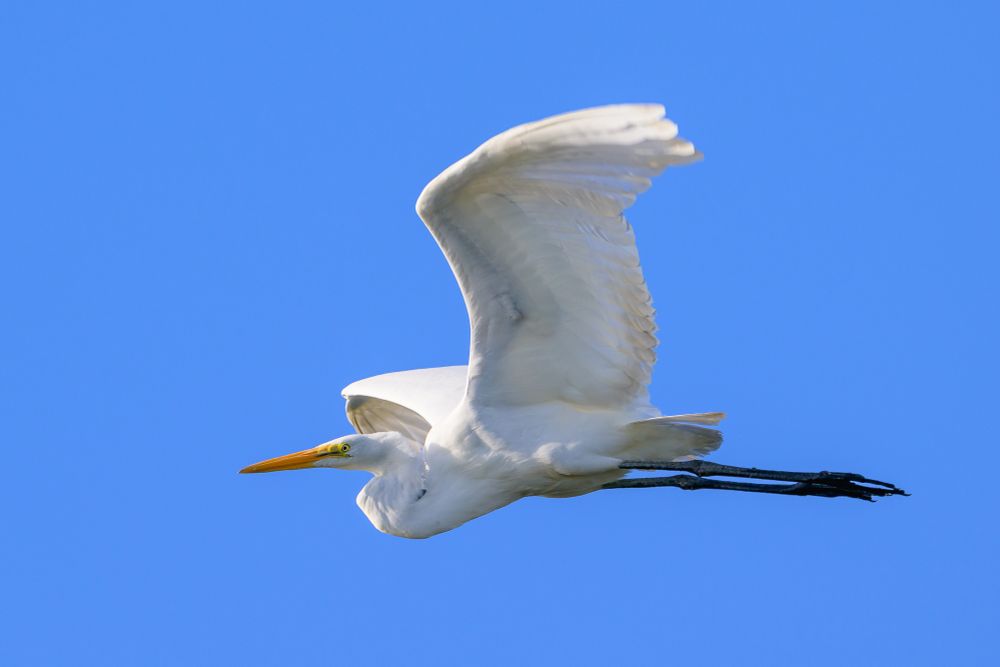 A Great Egret flying against a blue sky with its wings extended and legs trailing behind it. The bird is pure white except for an orange bill, a yellow band between the bill and its eyes, and black legs.