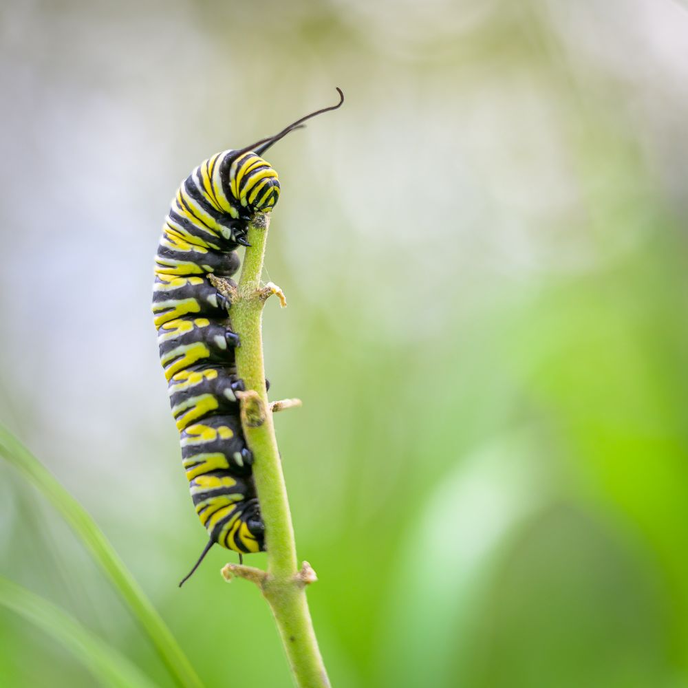 A Monarch caterpillar feeding on a milkweed plant stalk. The caterpillar has yellow, white, and black vertical lines on its body, with a black underbelly, and black antenna. The milkweed has been eaten almost entirely, with only the central stalk remaining. The background is out of focus green grasses, leaves, and and white highlights.