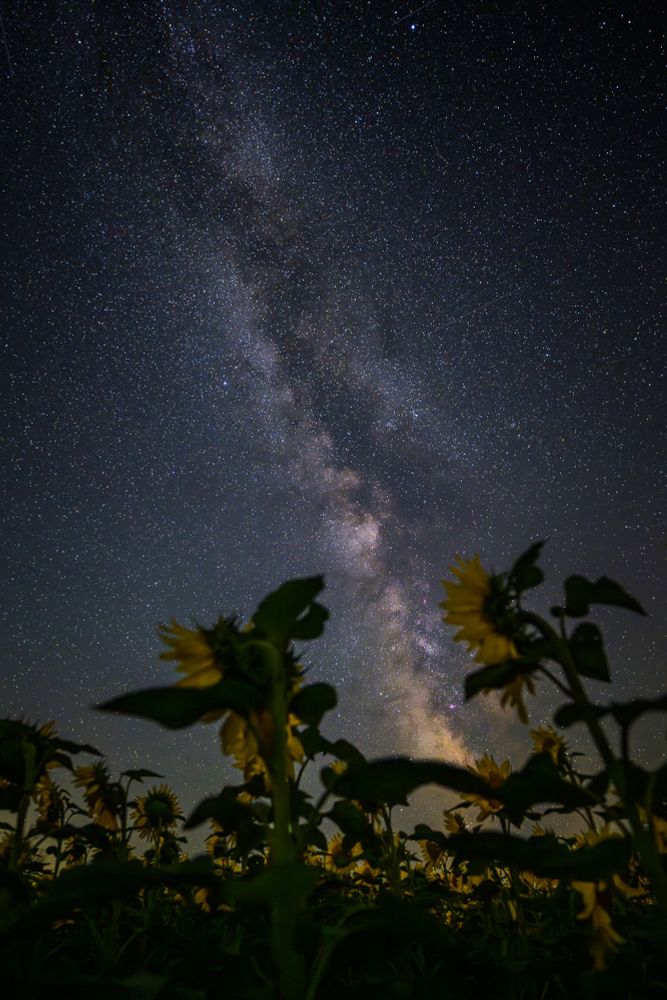 The galactic core rises above a field of sunflowers. In the foreground, two taller sunflowers frame the galactic core. The core rises up and to the left.