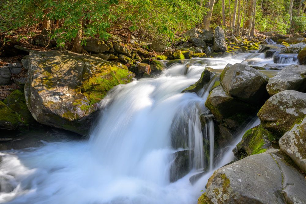 A waterfall scene. Morning light streams in from right to left at the top of the scene, illuminating the rocks on the far side of the stream and foliage of rhododendron. The water falls only a few feet before splashing into a pool.