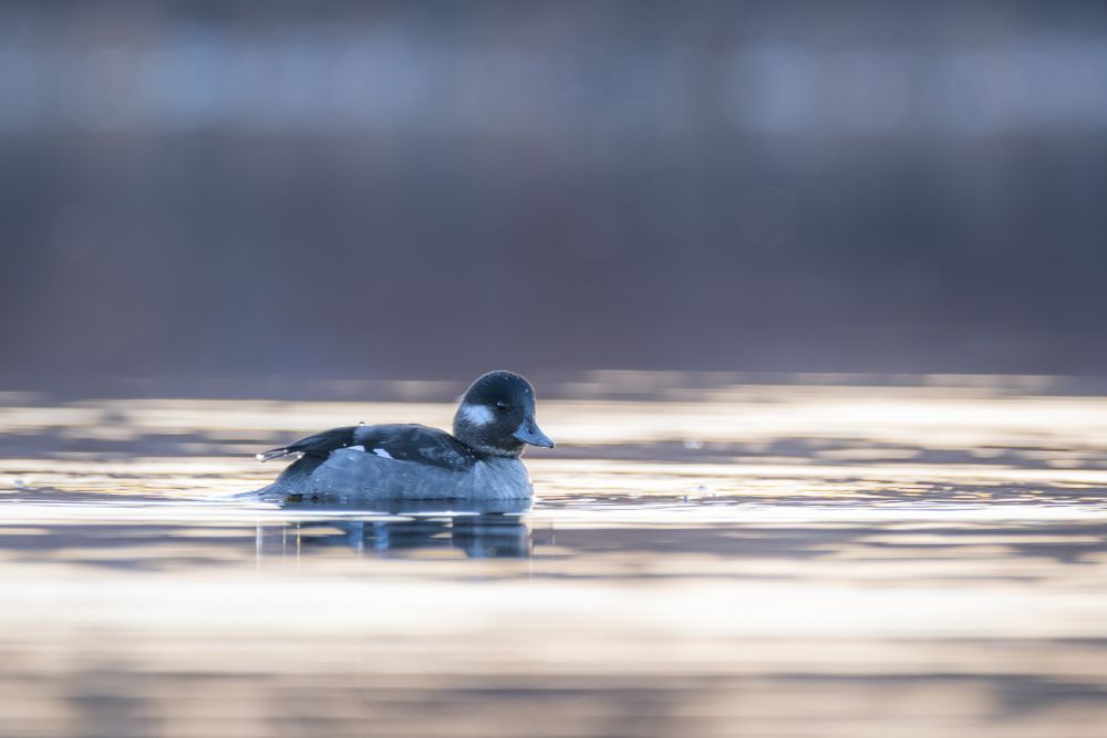 A female Bufflehead floats on still water. The bird is entirely gray with the exception of a small white patch below starting below and behind her eye, and two small, white wing patches. Her head, back, and wings are a dark gray, while her breast and sides are a lighter gray. Her bill is also gray. Small droplets of water cling to her body. She is in profile, facing to the right of the image, with her head slightly turned towards the camera.

The still water reflects the pale golden light of sunrise.