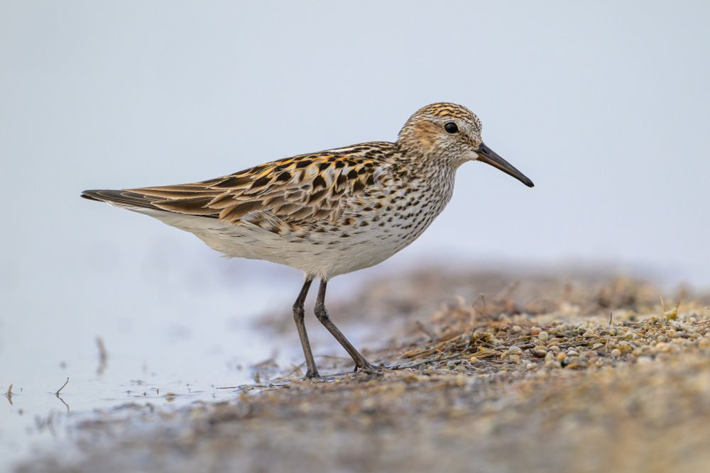 A Semipalmated Sandpiper standing on a sandbar. The bird has a mottled pattern of rust, gold, brown, and tan on the back and wings. the head is a base of tan with a pale gold on the top and sides of the head, streaked with brown. The breast is buff, streaked with brown, becoming  entirely buff in the belly. The bill short, about the length of the head, and the legs are black.

The depth of field is extremely shallow. The sandbar before and behind the bird is out of focus with only the sand where the bird stands being in focus. The area behind the bird is empty, just the pale reflection of a cloudy sky, completely blurred.
